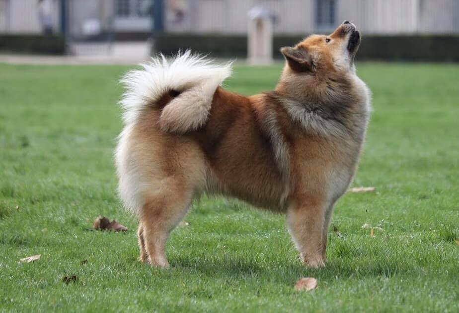 CH. Neith Au Fenua Herenui Eurasier