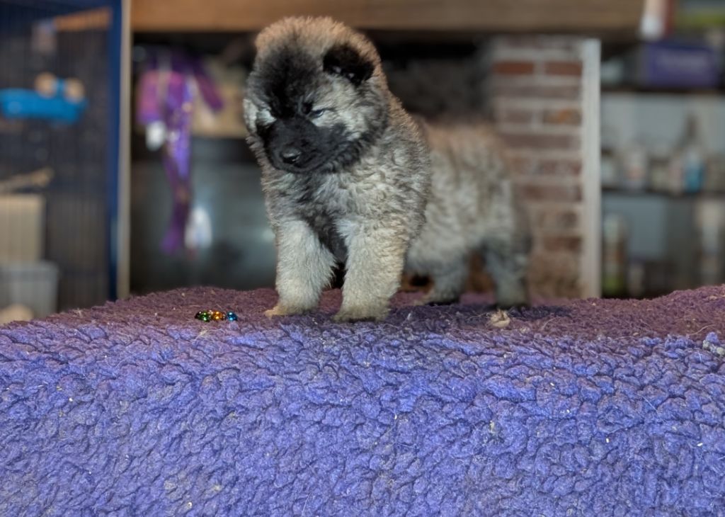 Idylles De La Déesse Neith - Chiot disponible  - Eurasier