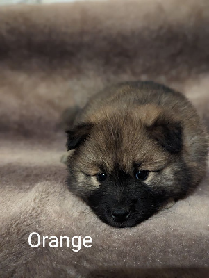 Orange 