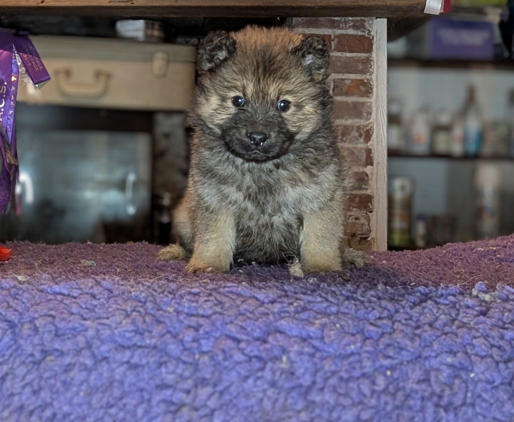 Idylles De La Déesse Neith - Chiot disponible  - Eurasier