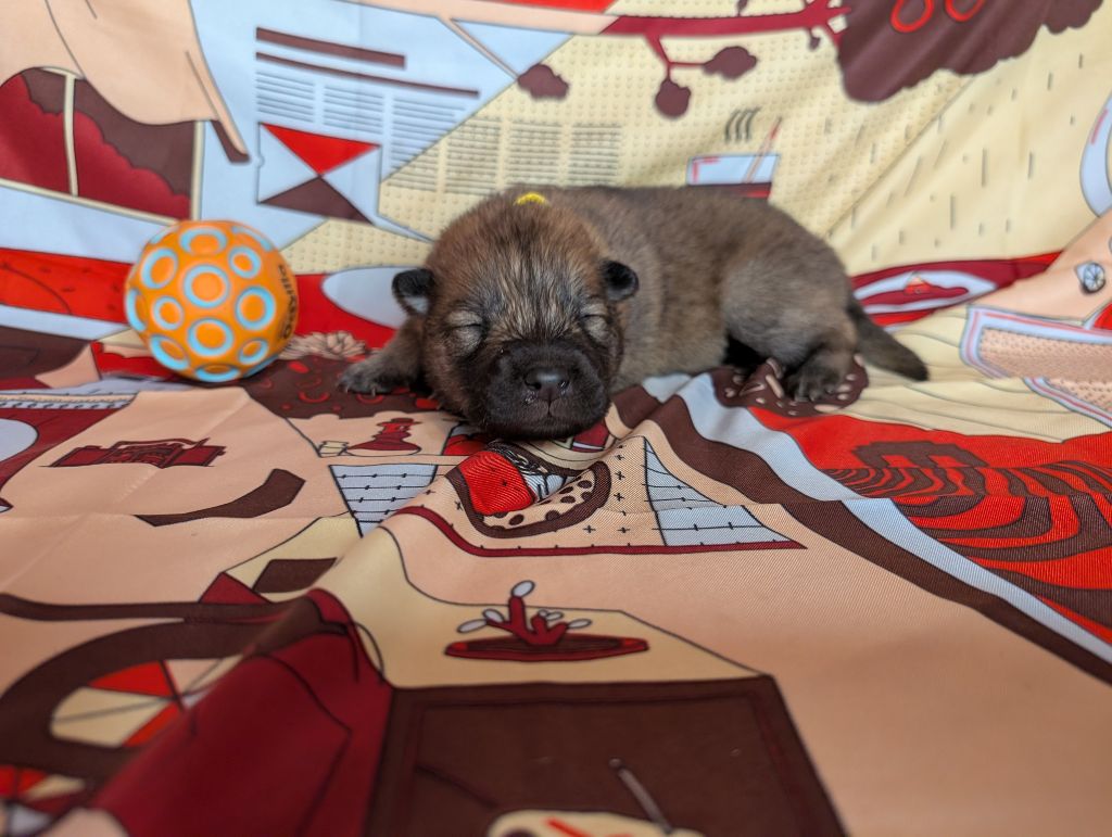 Idylles De La Déesse Neith - Chiots disponibles - Eurasier