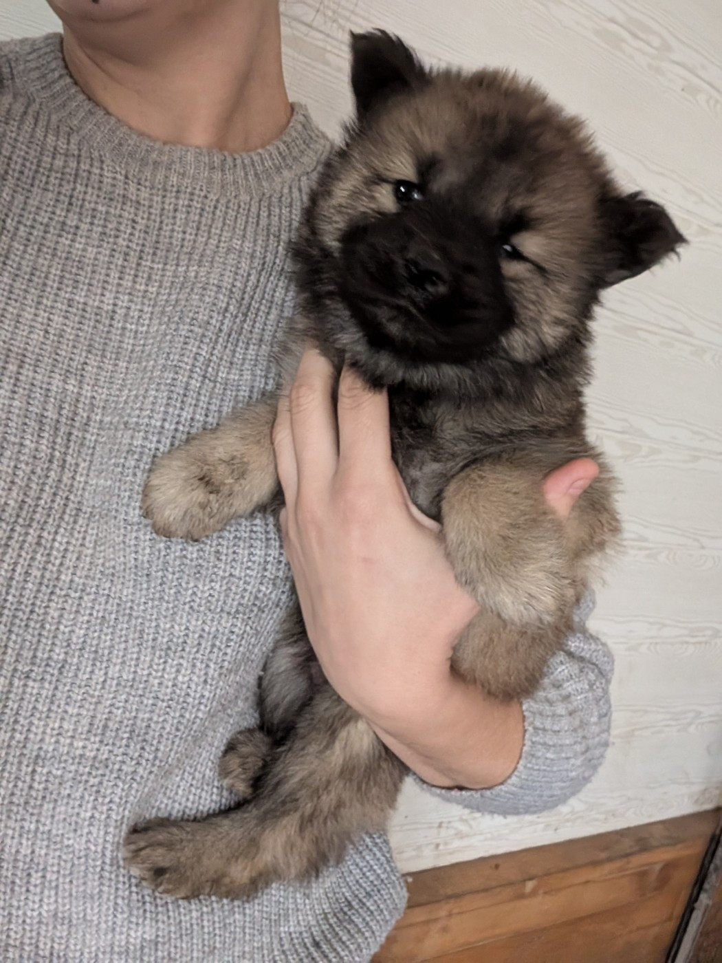 Idylles De La Déesse Neith - Chiots disponibles - Eurasier
