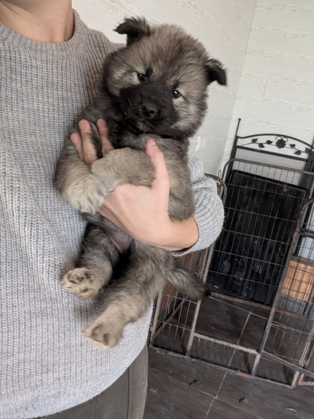 Idylles De La Déesse Neith - Chiots disponibles - Eurasier