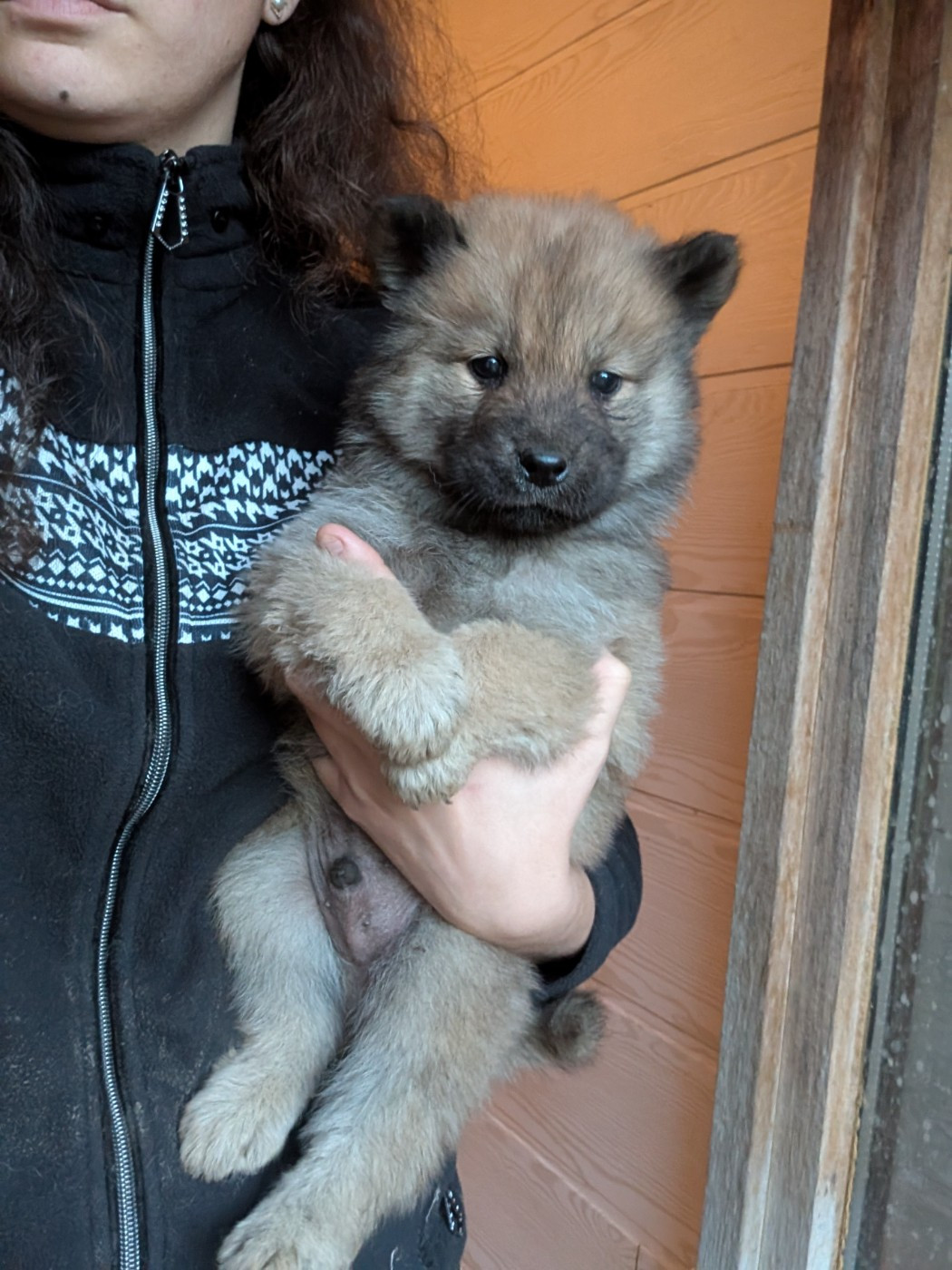 Idylles De La Déesse Neith - Chiots disponibles - Eurasier