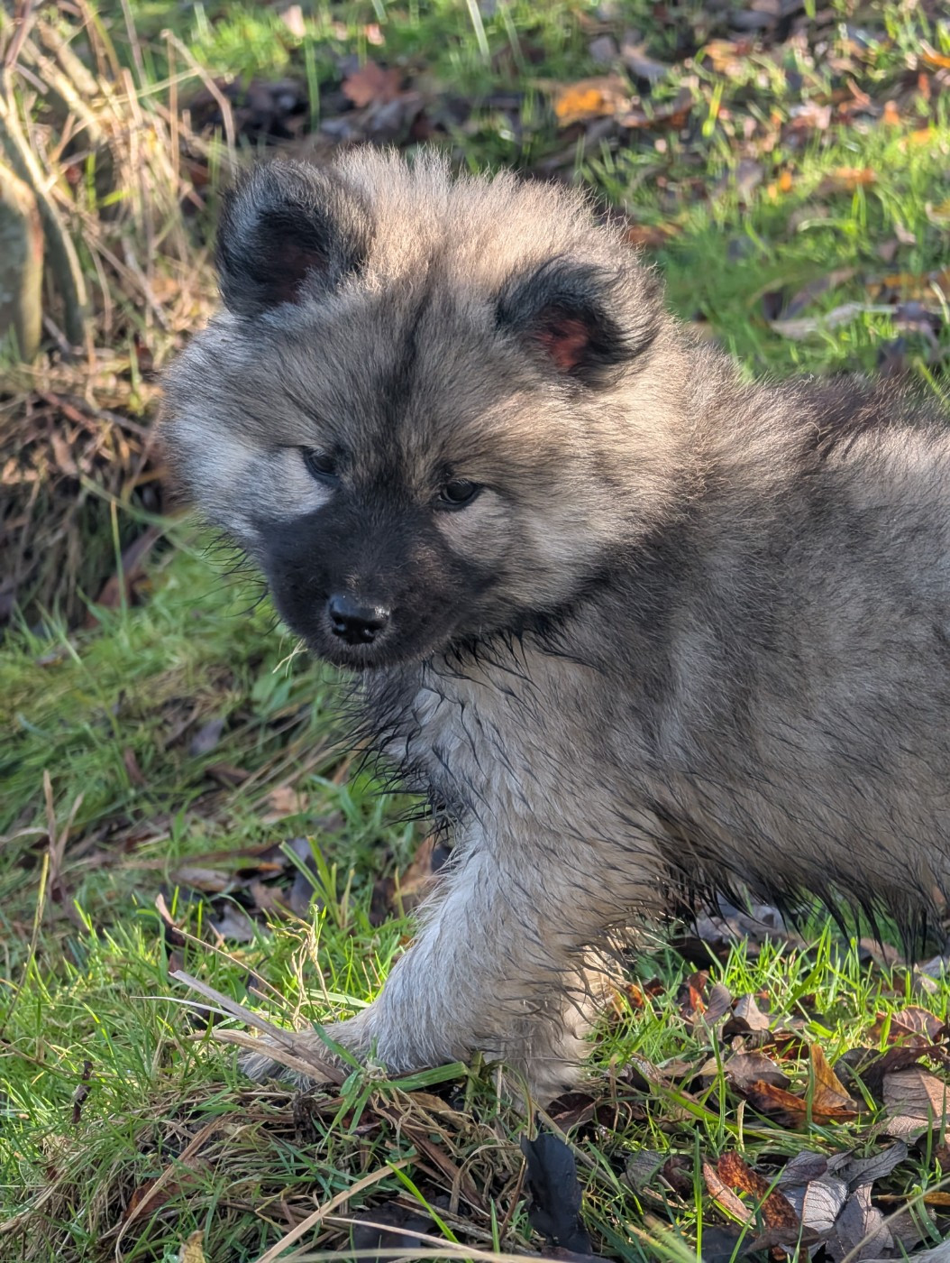 Idylles De La Déesse Neith - Chiots disponibles - Eurasier