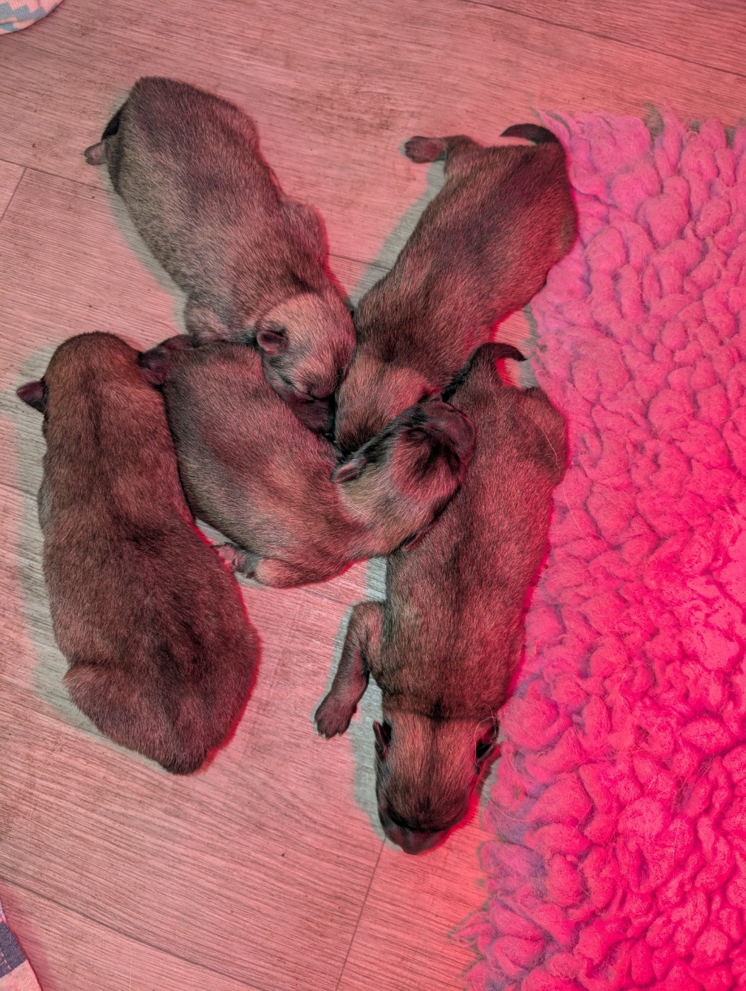 Chiot Eurasier Idylles De La Déesse Neith