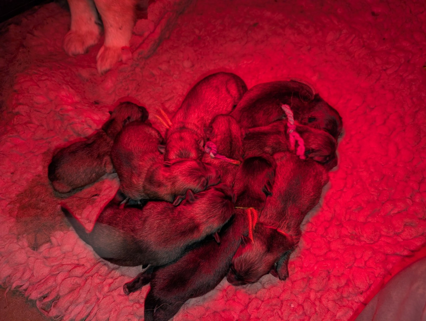 Chiot Eurasier Idylles De La Déesse Neith