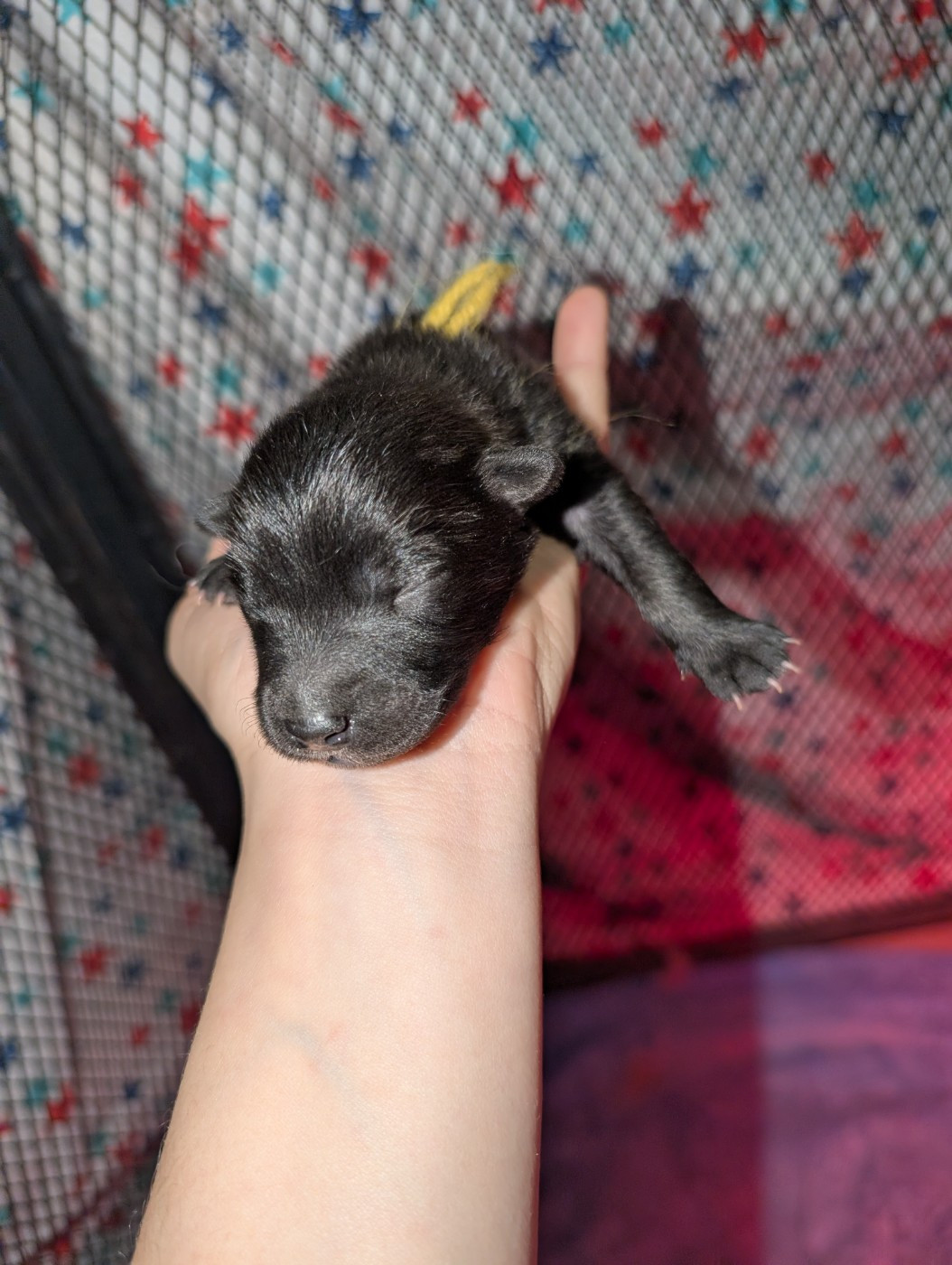 Idylles De La Déesse Neith - Chiots disponibles - Eurasier