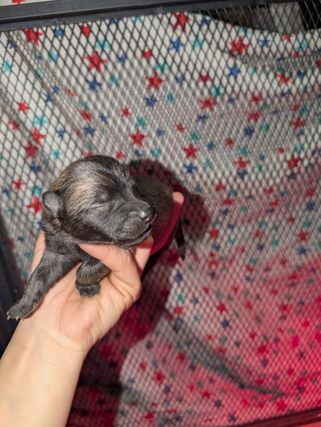 Idylles De La Déesse Neith - Chiots disponibles - Eurasier