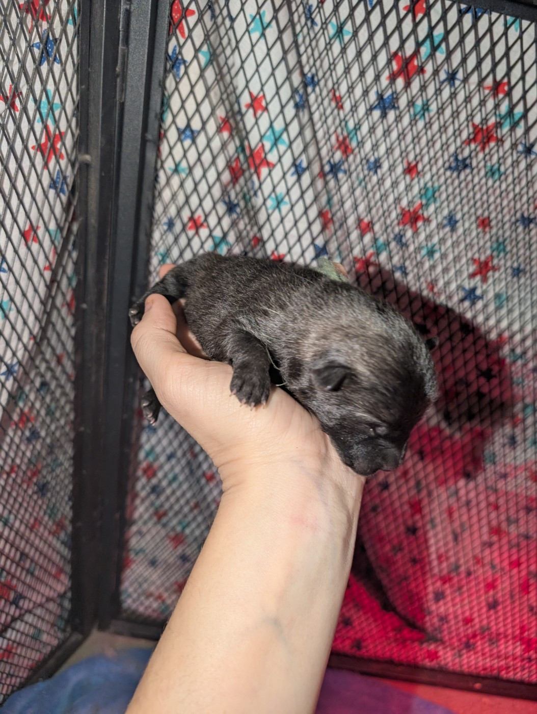 Idylles De La Déesse Neith - Chiots disponibles - Eurasier