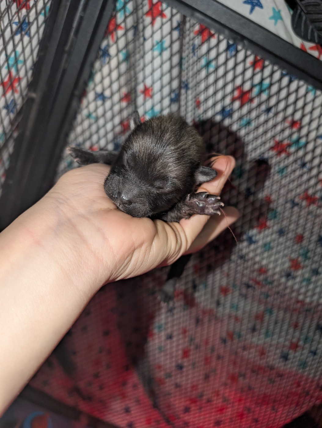 Idylles De La Déesse Neith - Chiots disponibles - Eurasier