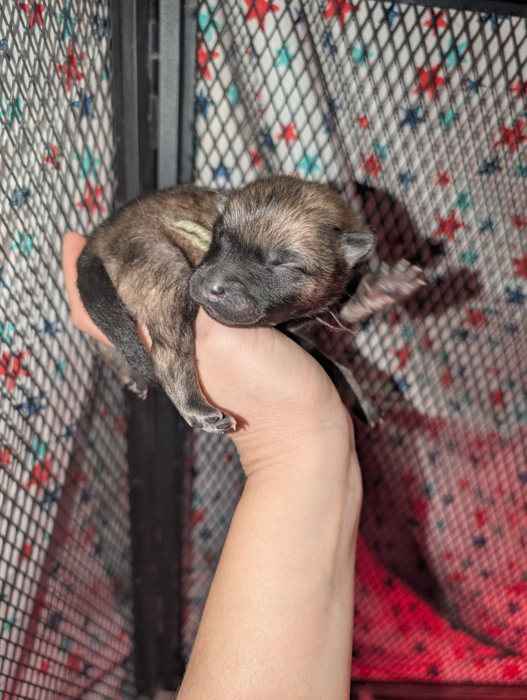 Idylles De La Déesse Neith - Chiots disponibles - Eurasier