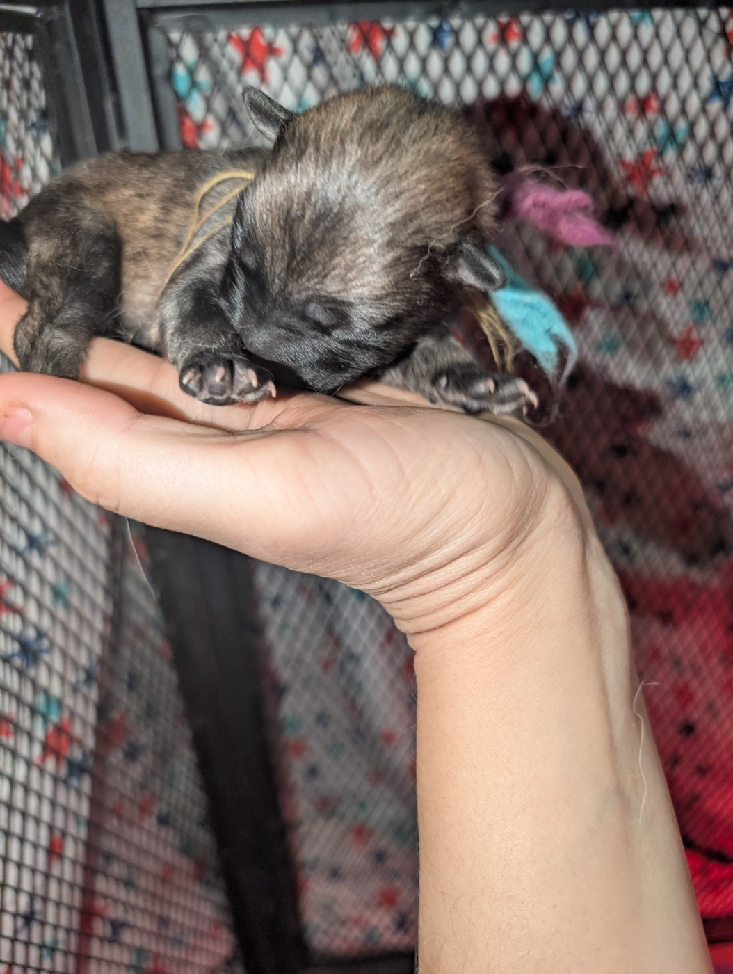 Idylles De La Déesse Neith - Chiots disponibles - Eurasier