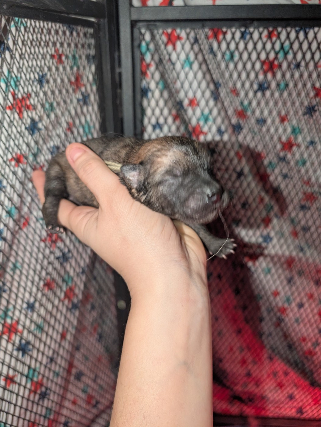 Idylles De La Déesse Neith - Chiots disponibles - Eurasier