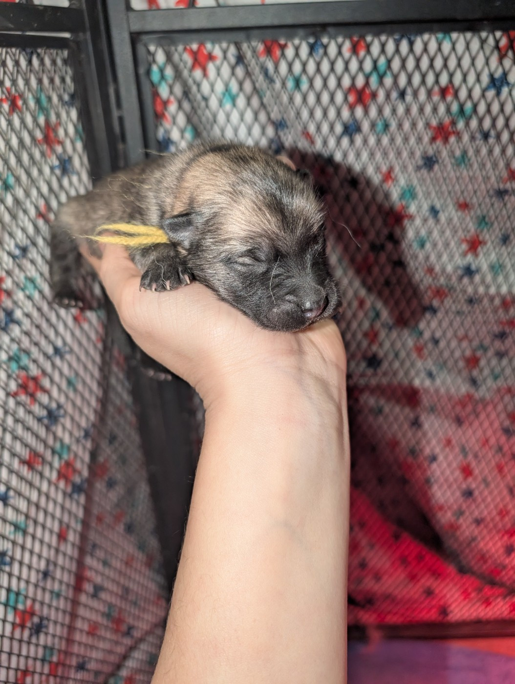 Idylles De La Déesse Neith - Chiots disponibles - Eurasier