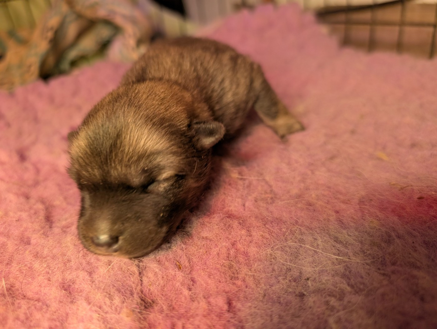 Idylles De La Déesse Neith - Chiots disponibles - Eurasier