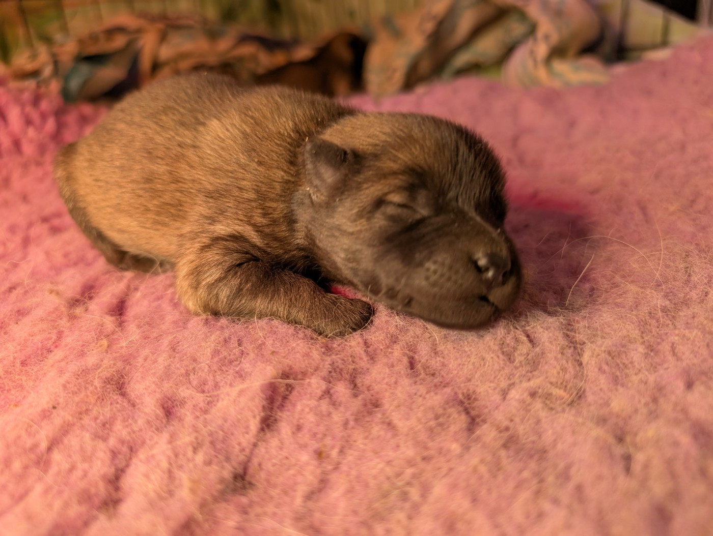 Idylles De La Déesse Neith - Chiots disponibles - Eurasier