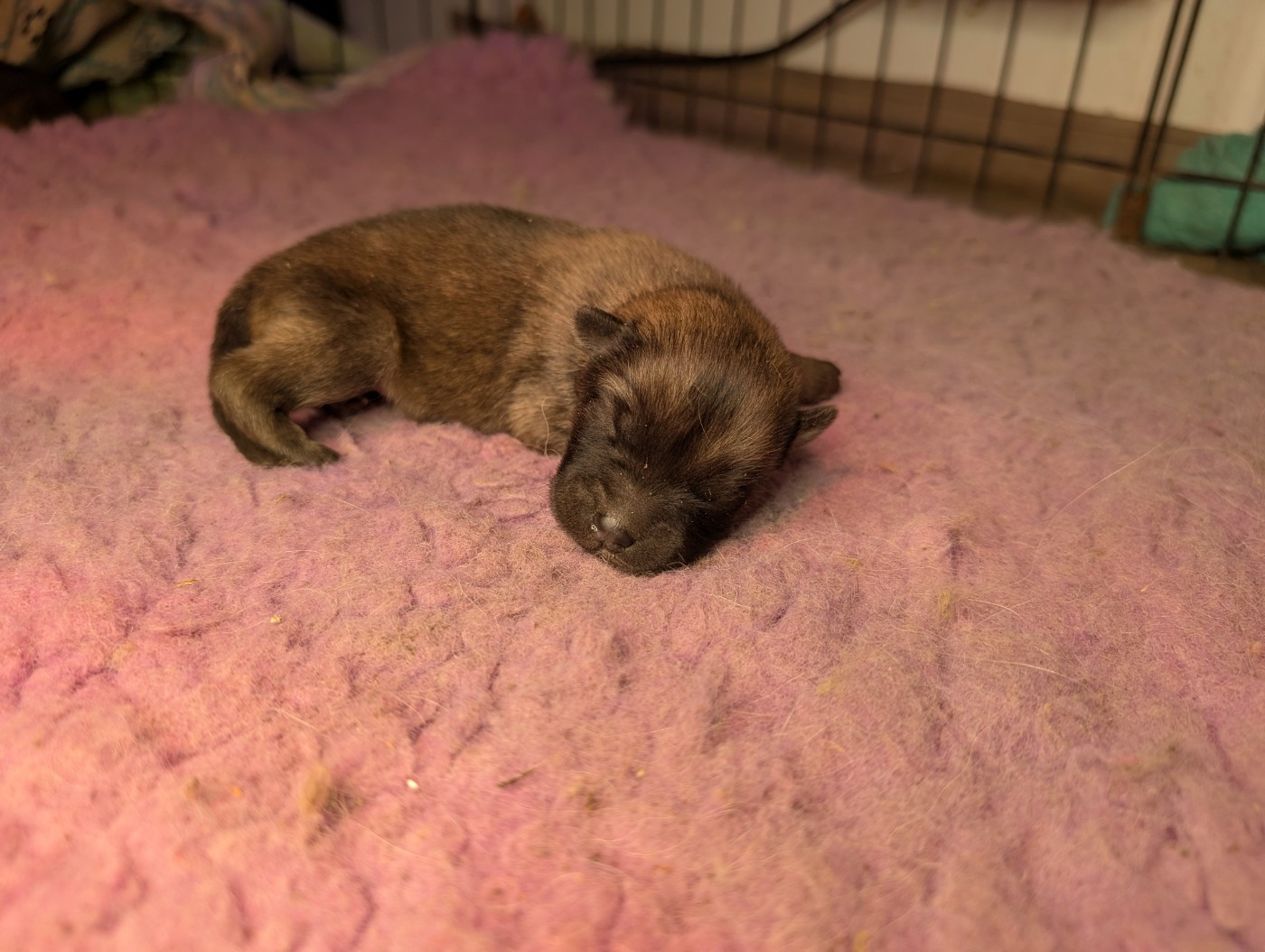 Idylles De La Déesse Neith - Chiots disponibles - Eurasier