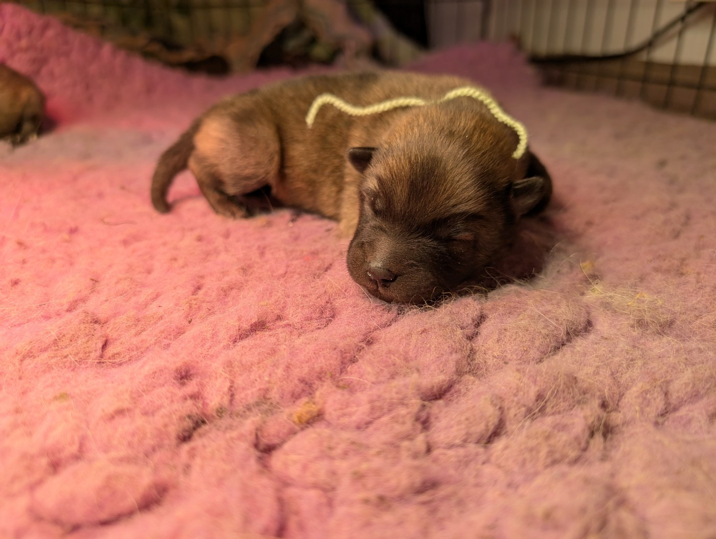 Idylles De La Déesse Neith - Chiots disponibles - Eurasier