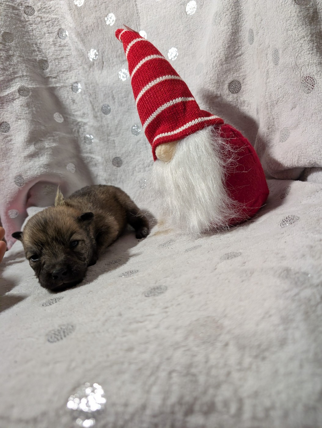 Idylles De La Déesse Neith - Chiots disponibles - Eurasier