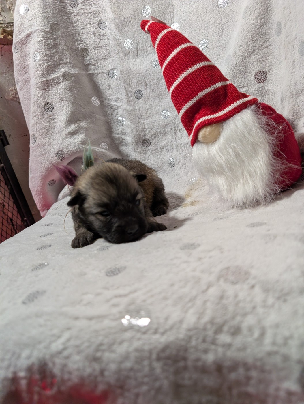 Idylles De La Déesse Neith - Chiots disponibles - Eurasier