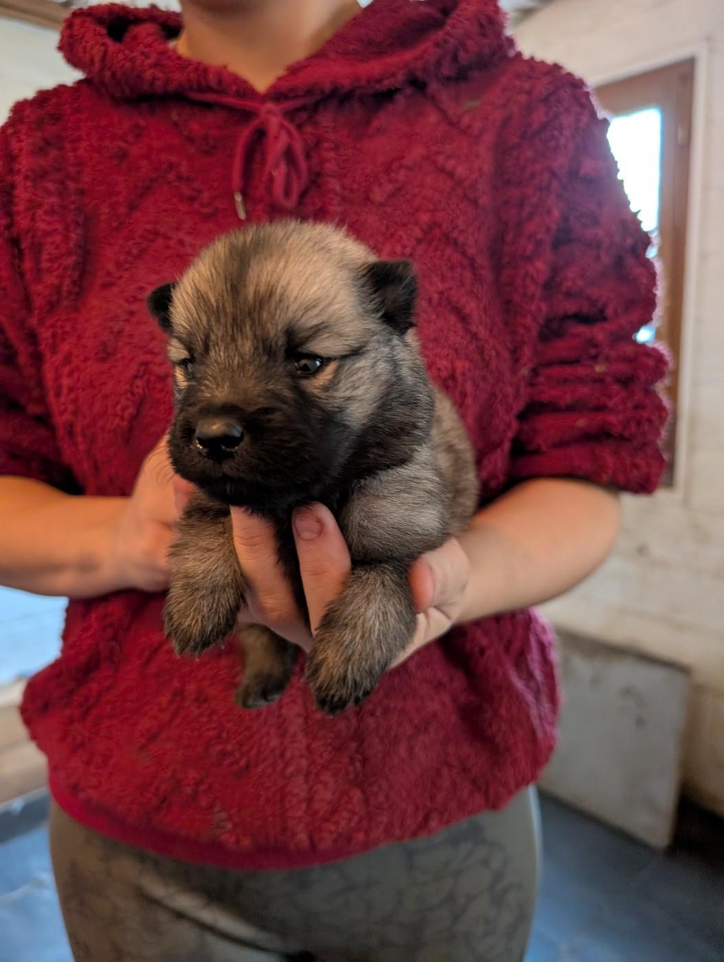 Idylles De La Déesse Neith - Chiots disponibles - Eurasier