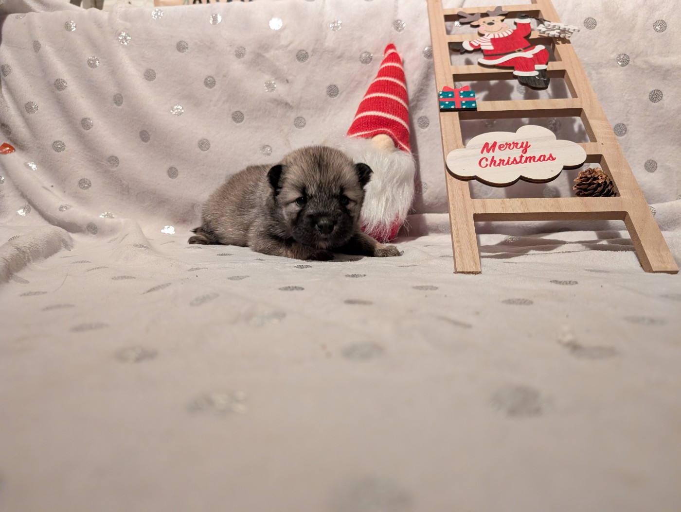 Idylles De La Déesse Neith - Chiots disponibles - Eurasier