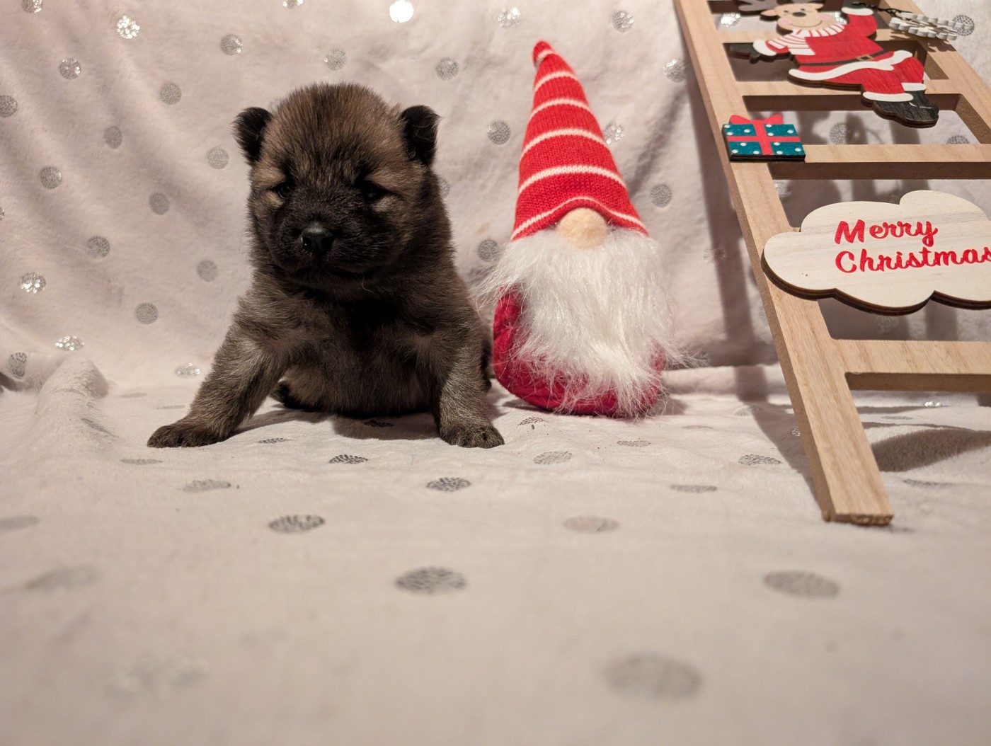 Idylles De La Déesse Neith - Chiots disponibles - Eurasier