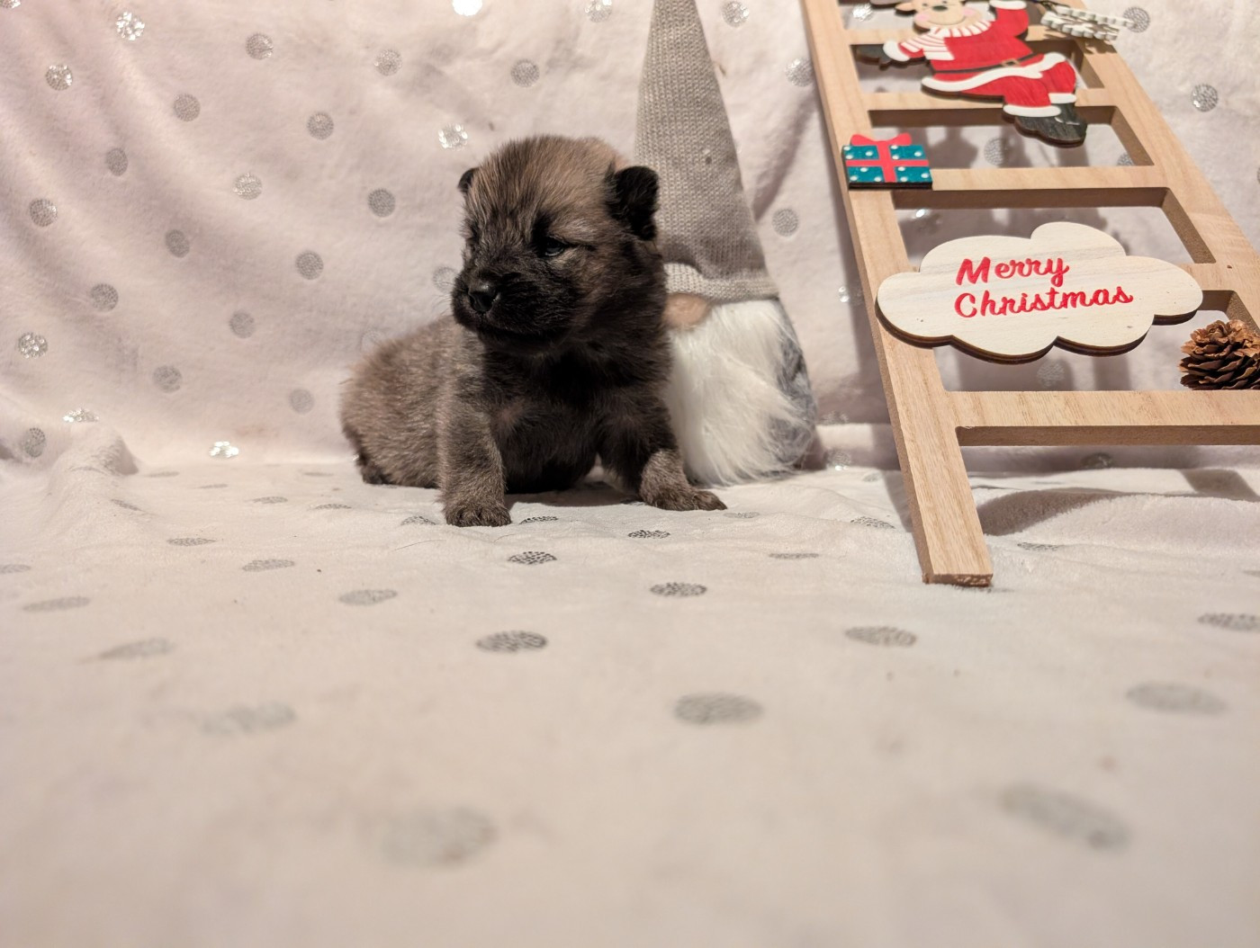 Idylles De La Déesse Neith - Chiots disponibles - Eurasier