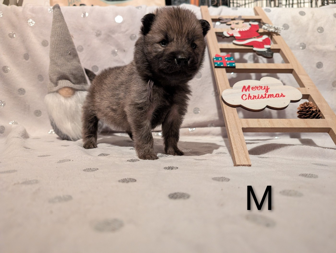 Idylles De La Déesse Neith - Chiots disponibles - Eurasier