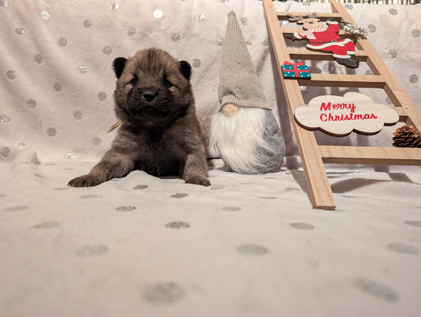 Idylles De La Déesse Neith - Chiots disponibles - Eurasier