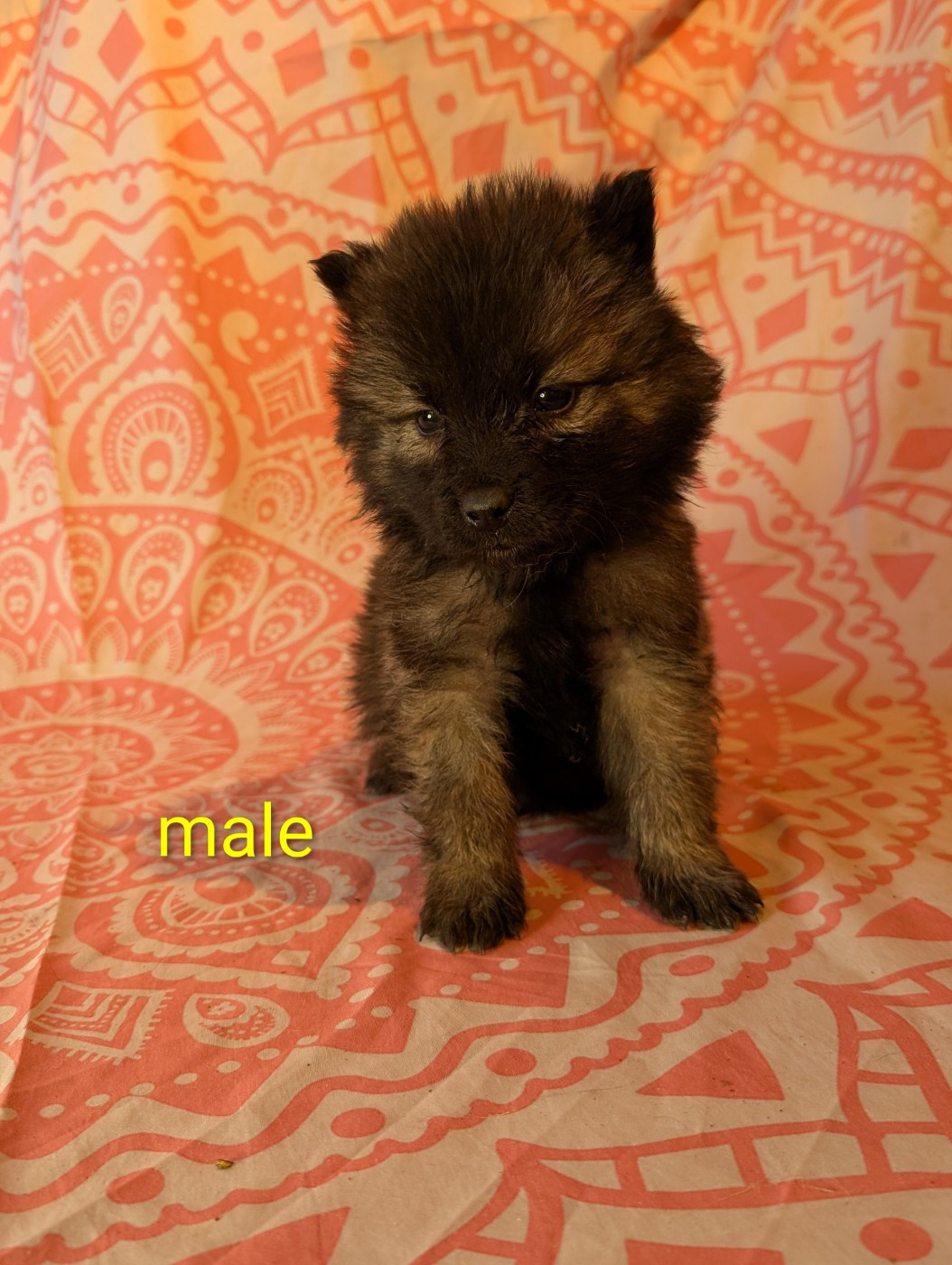 Idylles De La Déesse Neith - Chiots disponibles - Eurasier
