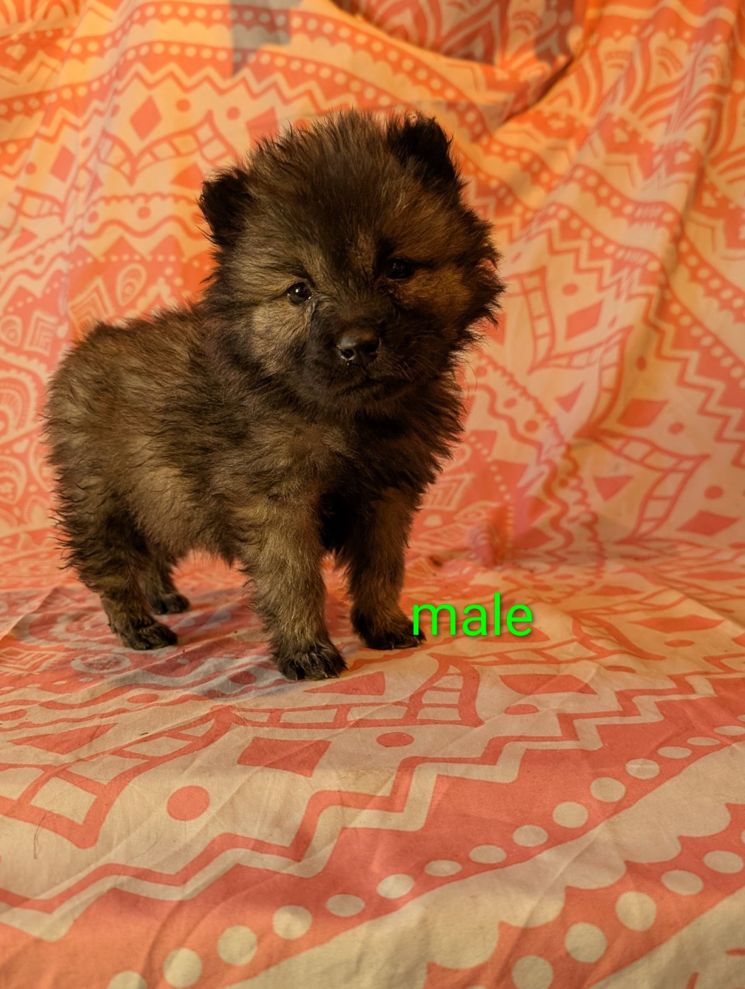Idylles De La Déesse Neith - Chiots disponibles - Eurasier
