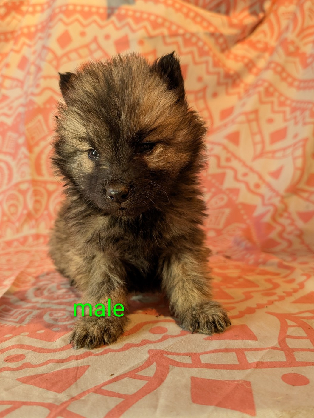 Idylles De La Déesse Neith - Chiots disponibles - Eurasier