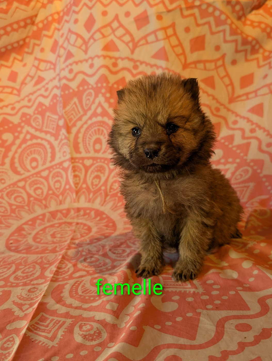 Idylles De La Déesse Neith - Chiots disponibles - Eurasier