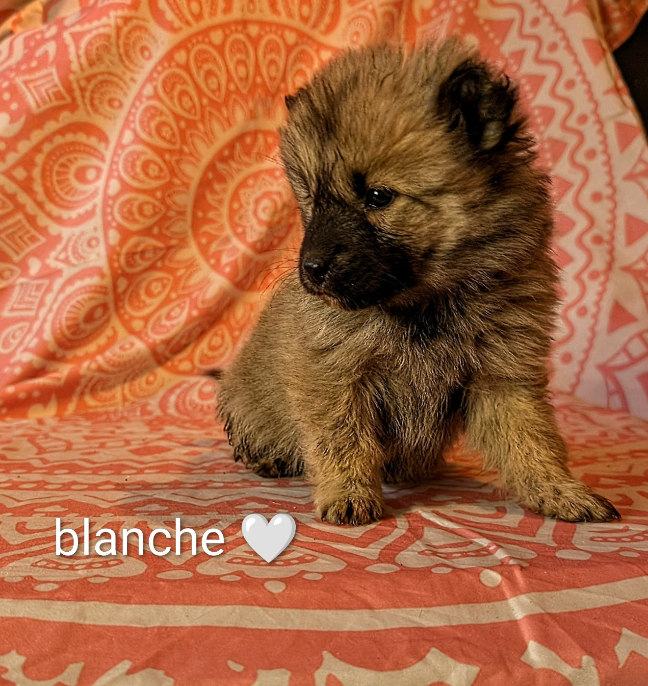 Idylles De La Déesse Neith - Chiots disponibles - Eurasier