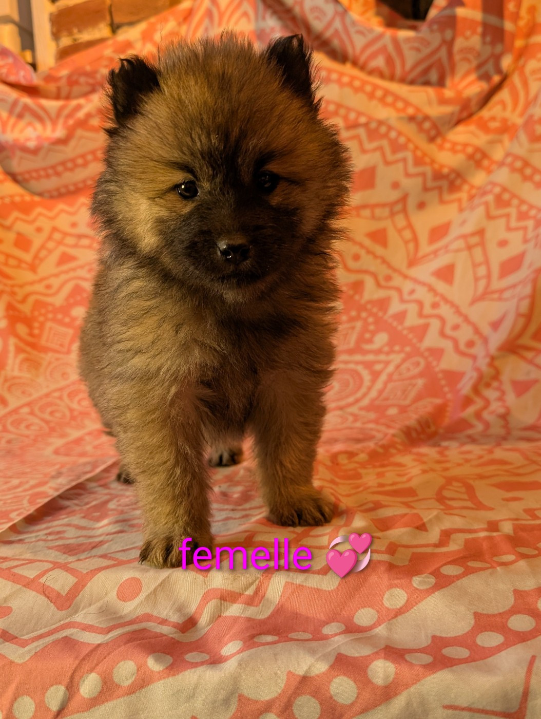 Idylles De La Déesse Neith - Chiots disponibles - Eurasier