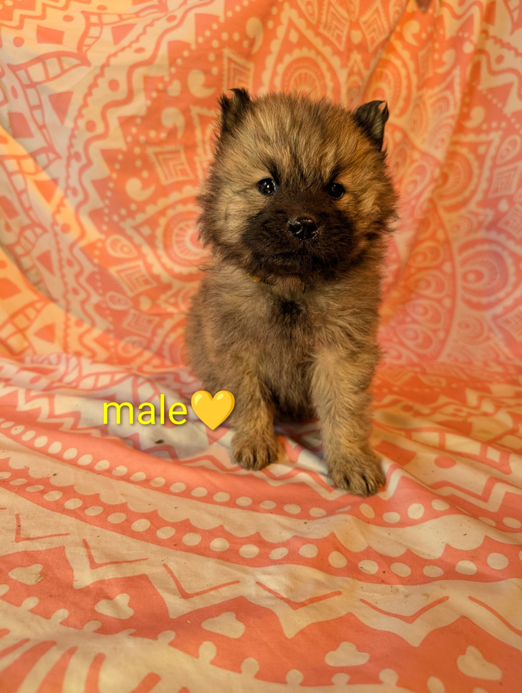 Idylles De La Déesse Neith - Chiots disponibles - Eurasier