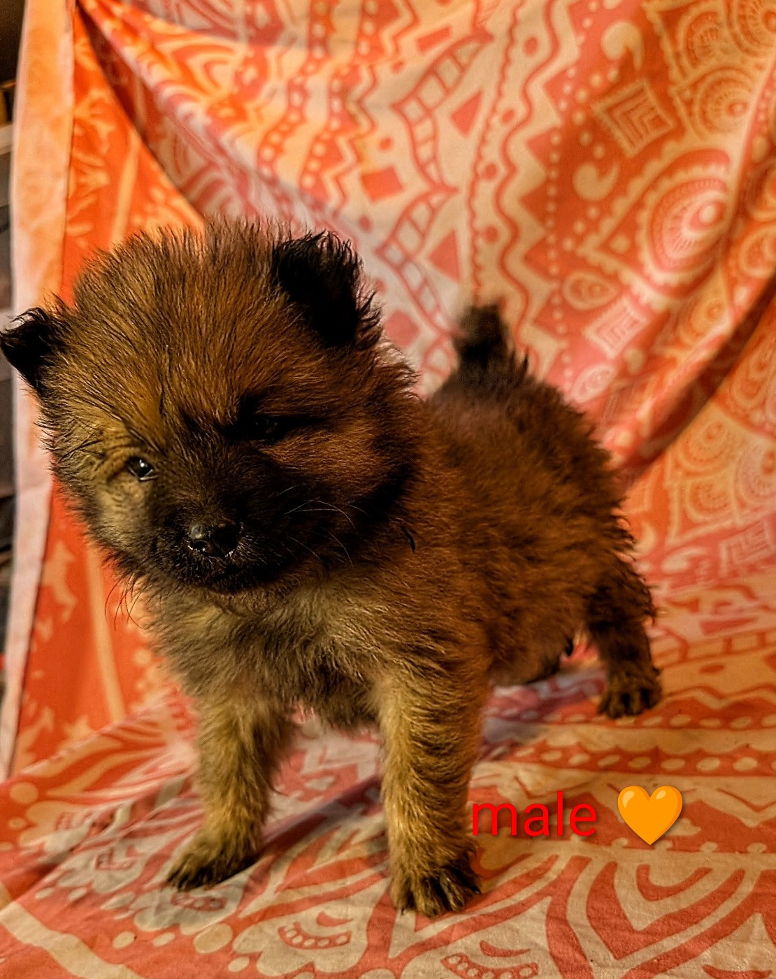 Idylles De La Déesse Neith - Chiots disponibles - Eurasier