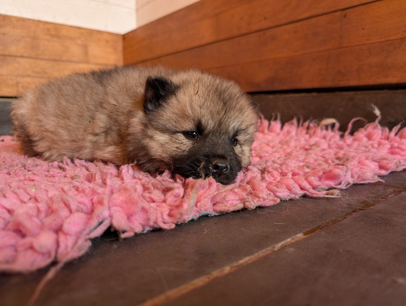 Idylles De La Déesse Neith - Chiots disponibles - Eurasier