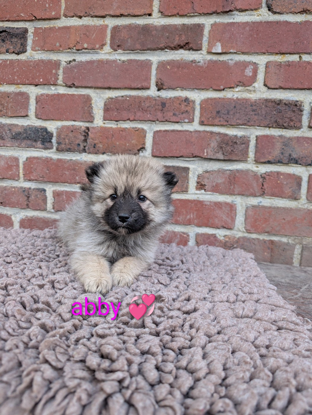 Idylles De La Déesse Neith - Chiots disponibles - Eurasier