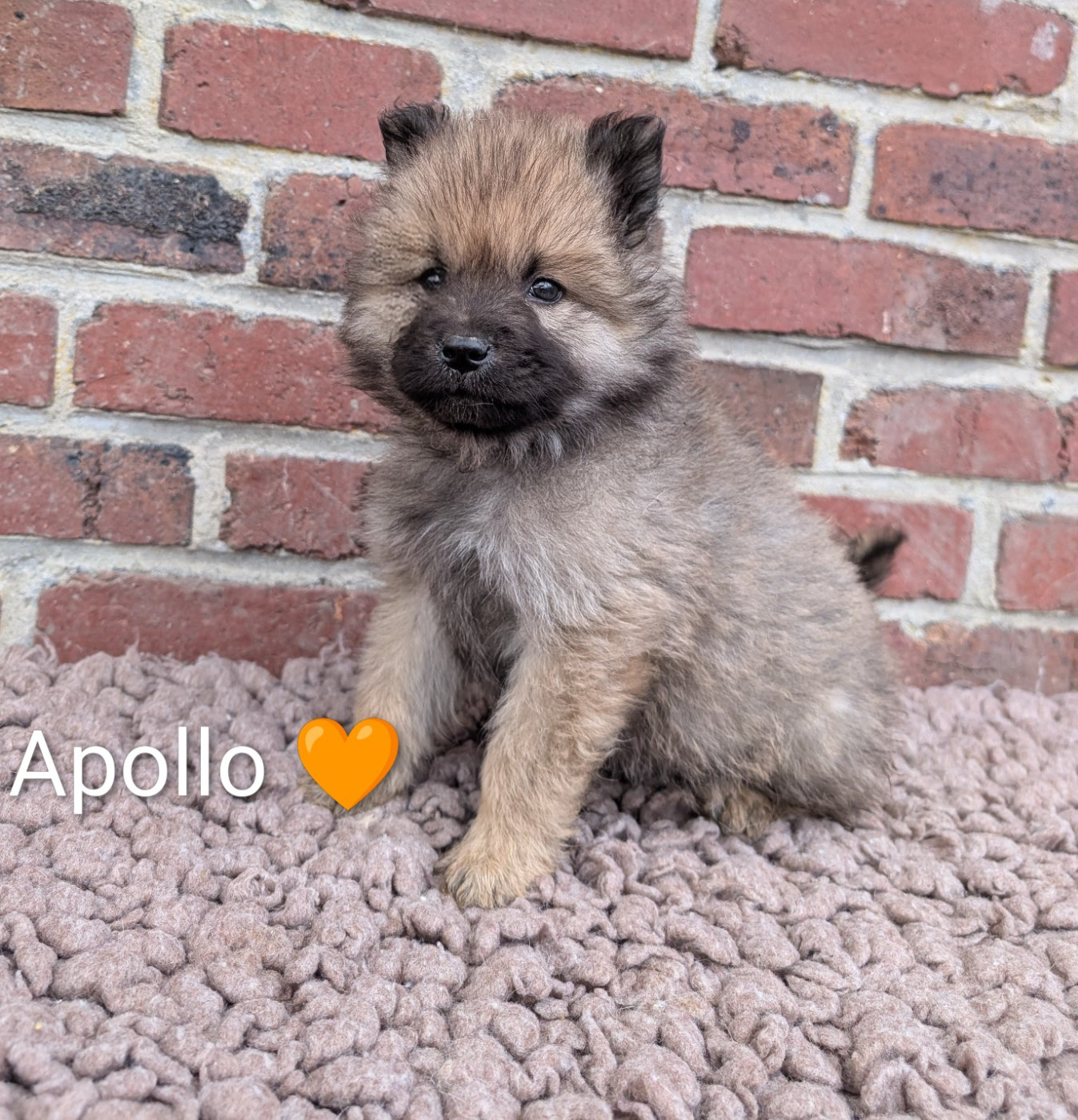 Idylles De La Déesse Neith - Chiots disponibles - Eurasier