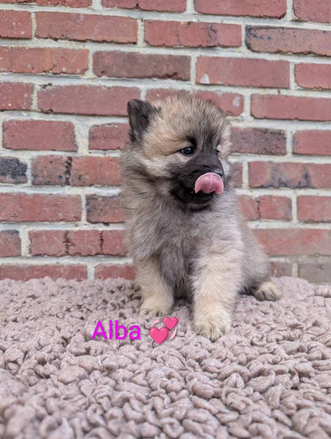 Idylles De La Déesse Neith - Chiots disponibles - Eurasier