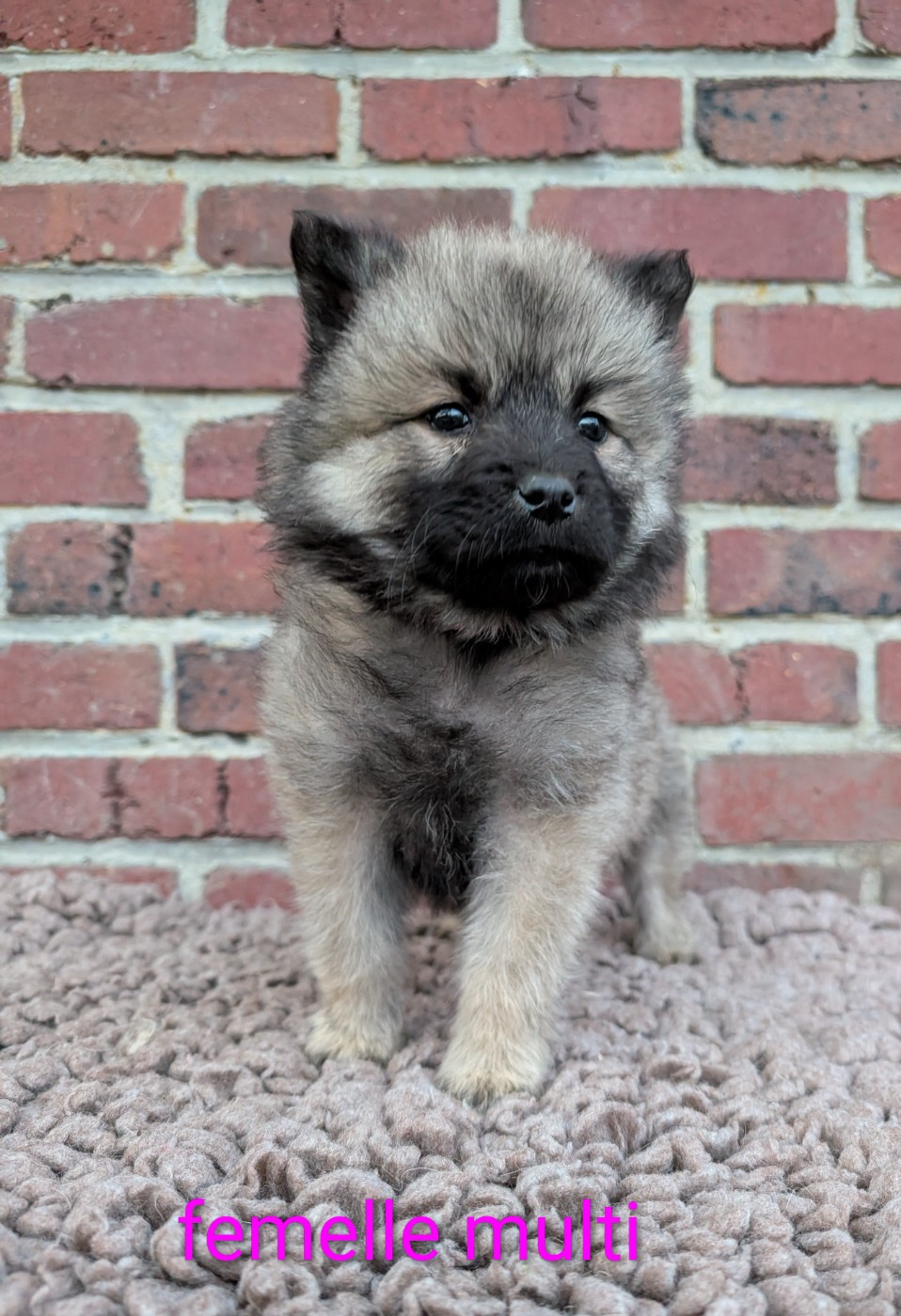 Idylles De La Déesse Neith - Chiots disponibles - Eurasier