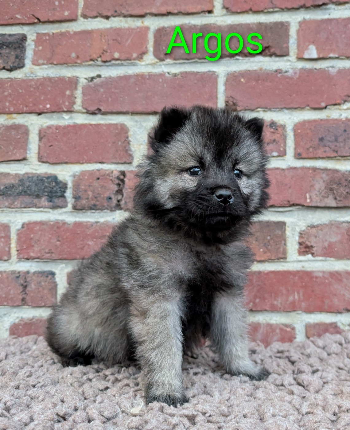Idylles De La Déesse Neith - Chiots disponibles - Eurasier