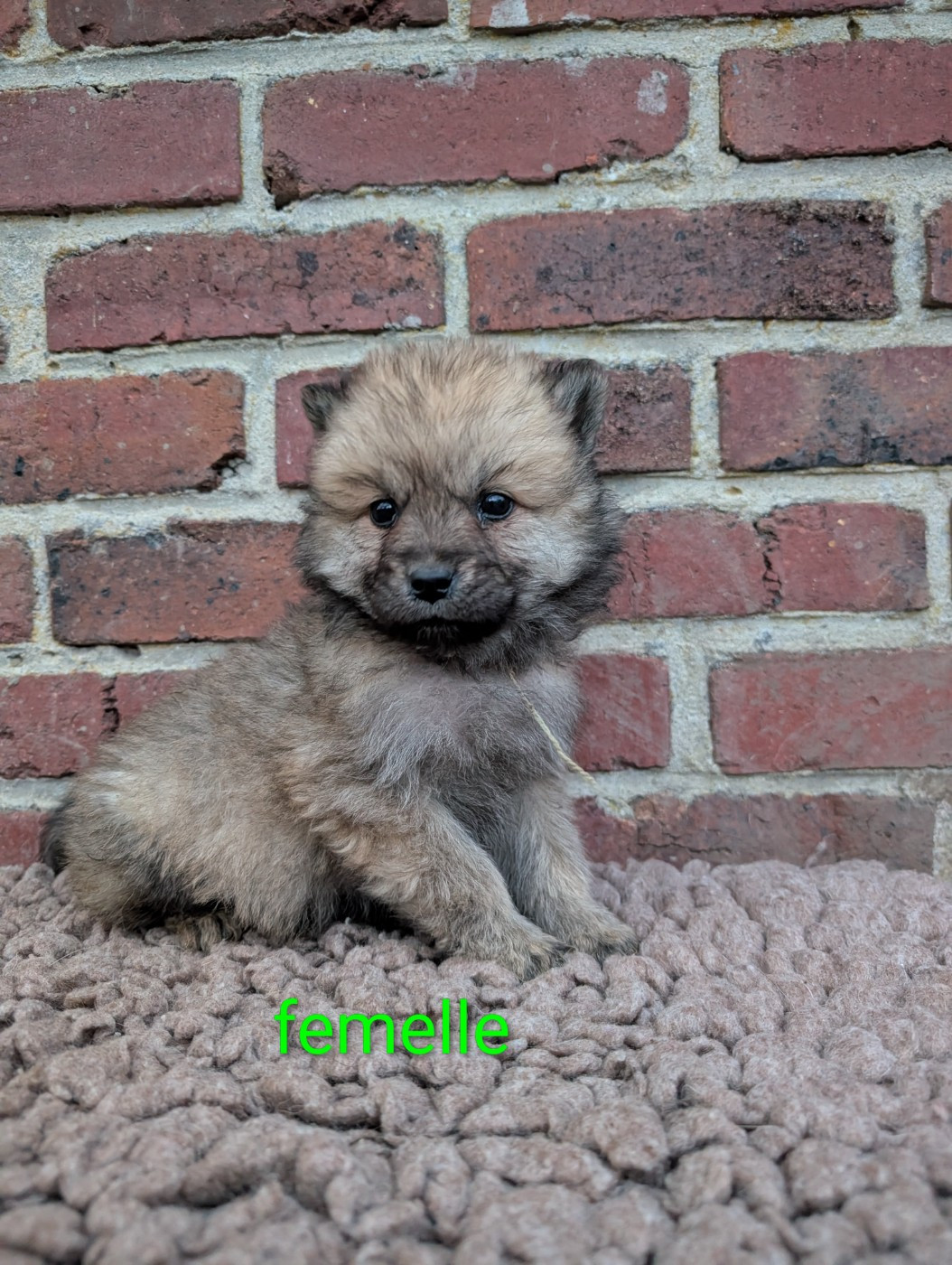 Idylles De La Déesse Neith - Chiots disponibles - Eurasier