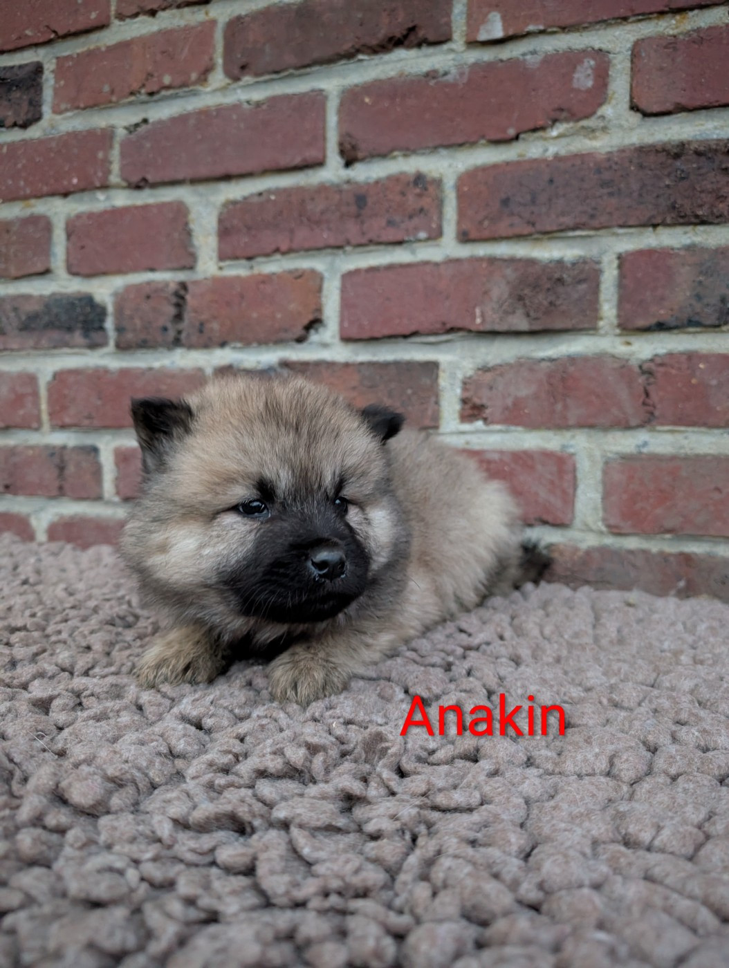 Idylles De La Déesse Neith - Chiots disponibles - Eurasier