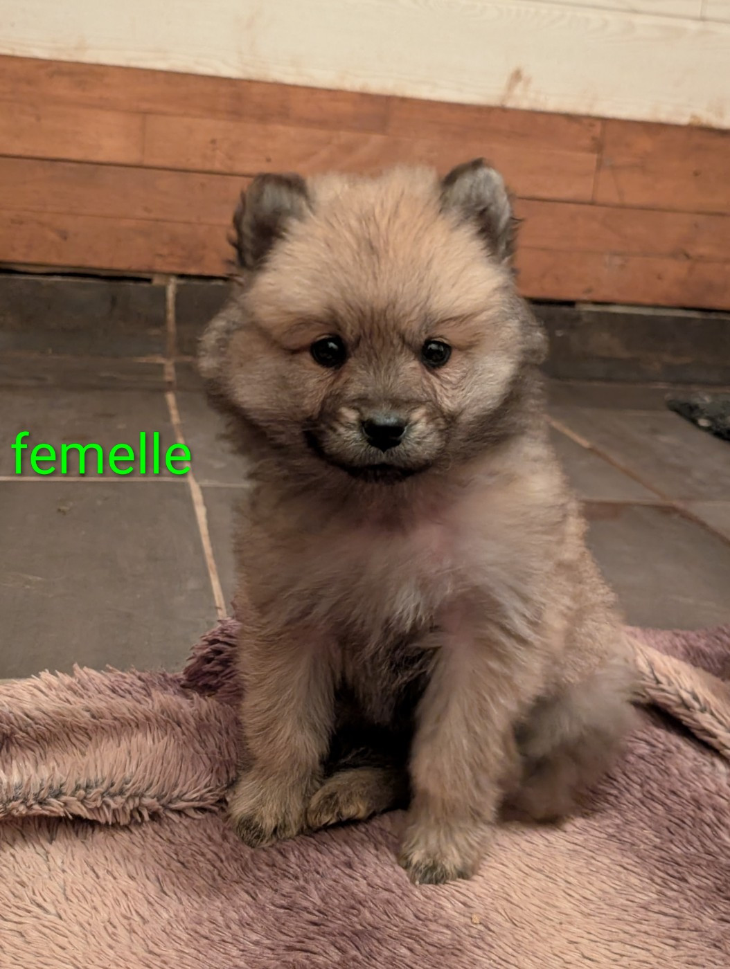 Idylles De La Déesse Neith - Chiots disponibles - Eurasier