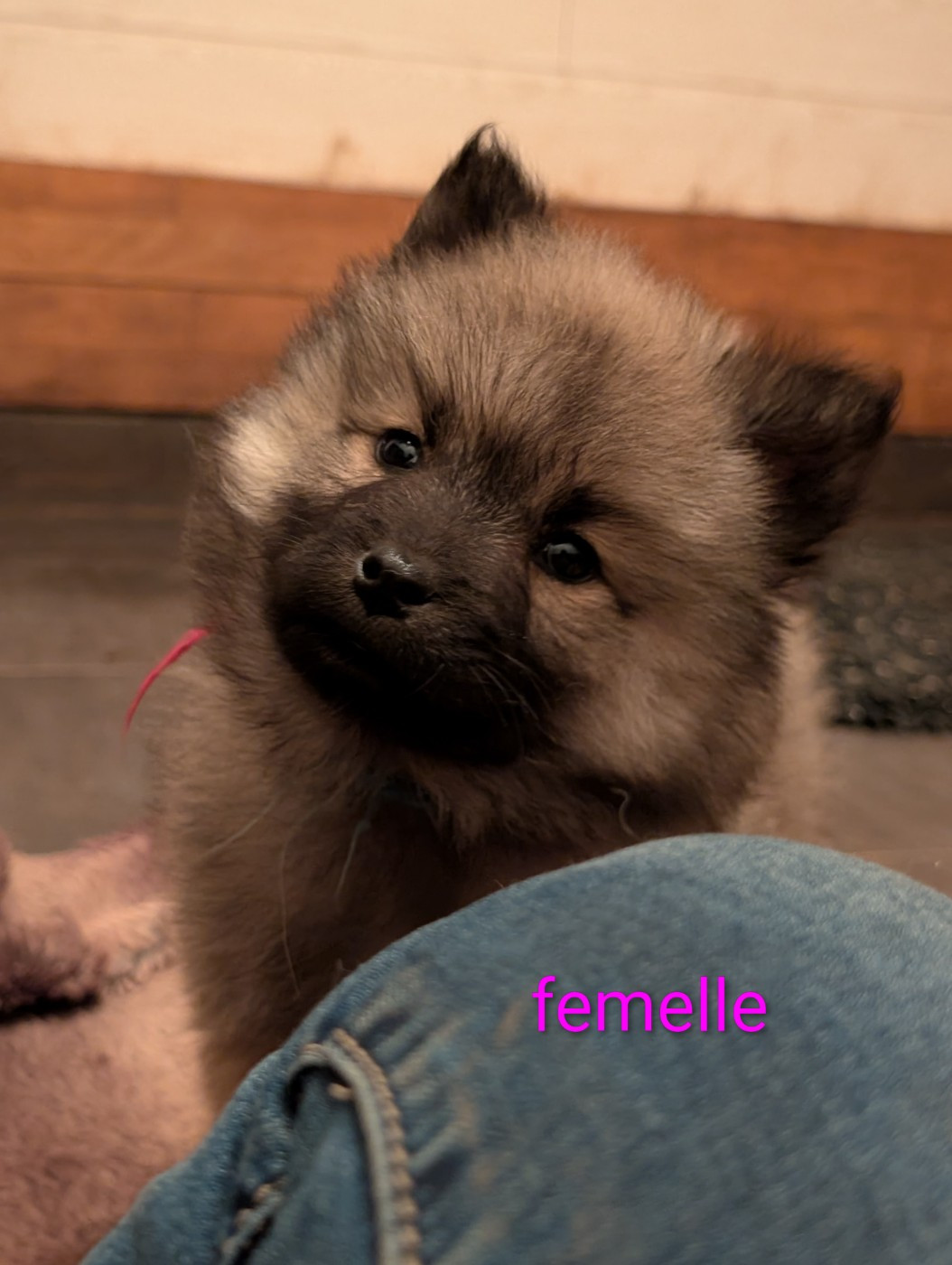 Idylles De La Déesse Neith - Chiots disponibles - Eurasier