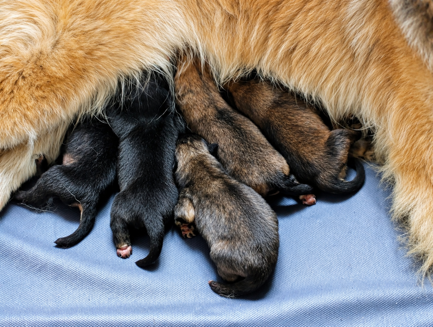 Chiot Eurasier Idylles De La Déesse Neith